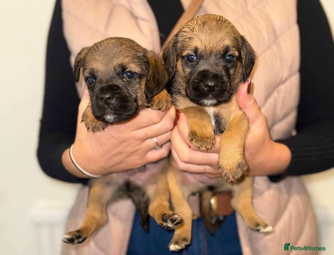 Mixed Breed dogs for sale: Border Terrier x Beagles  - Image 2