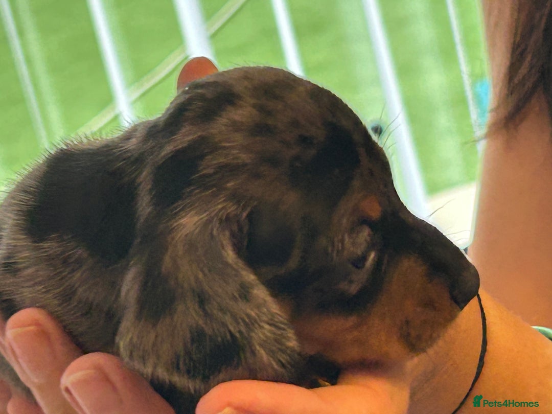 Miniature Dachshund dogs for sale: Six beautiful miniature Dachshunds - Image 26