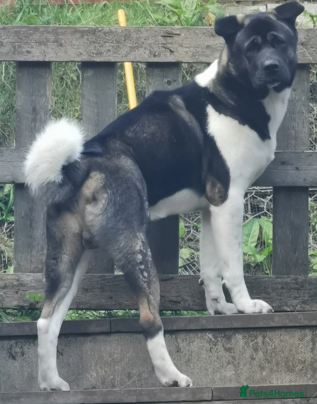 Akita dogs for sale: Male American Akita  - Image 2