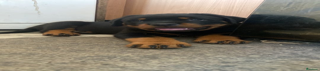 Rottweiler Puppy 1