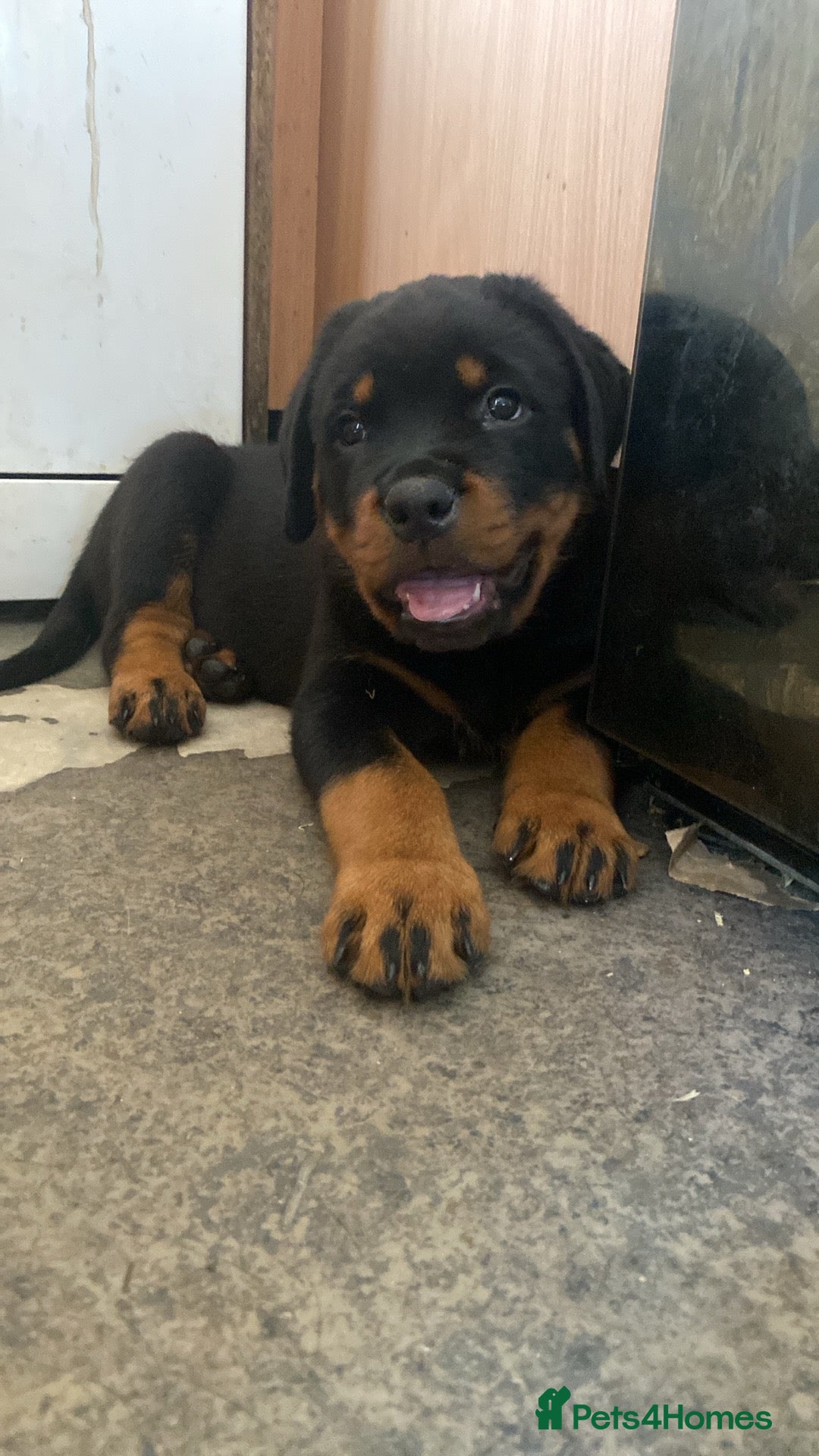 Rottweiler dogs for sale: KC Champion blood lines Rottweiler puppies  - Image 9