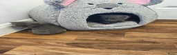 British Shorthair cats for sale: British short hair kittens  - Advert 7