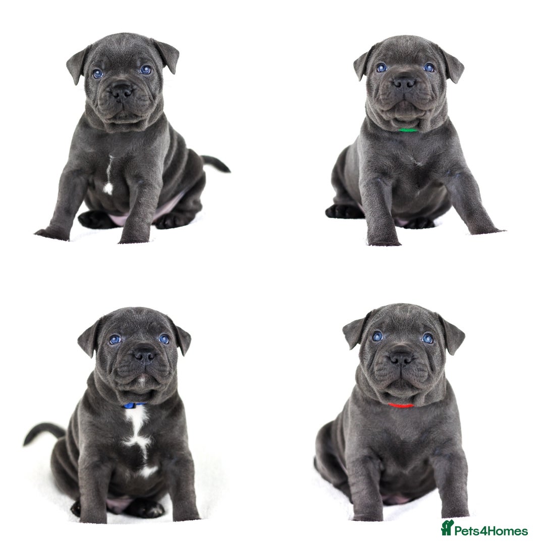 Staffordshire Bull Terrier dogs for sale: 💙KC Staffordshire Bull Terrier puppies 💙 - Advert 33