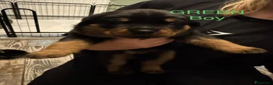 Rottweiler 3