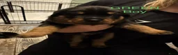 Rottweiler dogs for sale: Beautiful Rottweiler puppies  in Mablethorpe - Advert 6