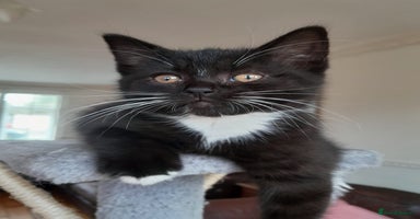 British Shorthair cats - Advert 4