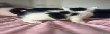 Ragdoll 1