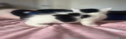 Ragdoll cats for sale: Six ragdoll cross kittens  in Rotherham - Advert 4