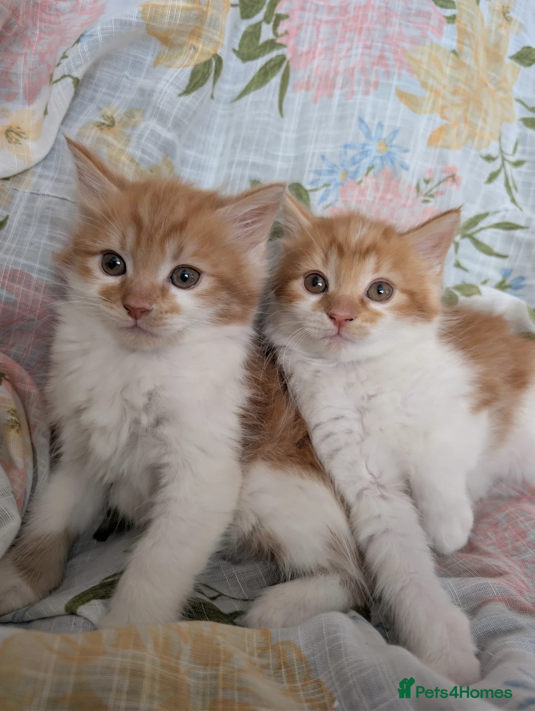 Maine Coon cats for sale: Maine-coon Mix for sale  - Advert 2