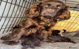 Cockapoo dogs for sale: Cockerpoo  - Image 4