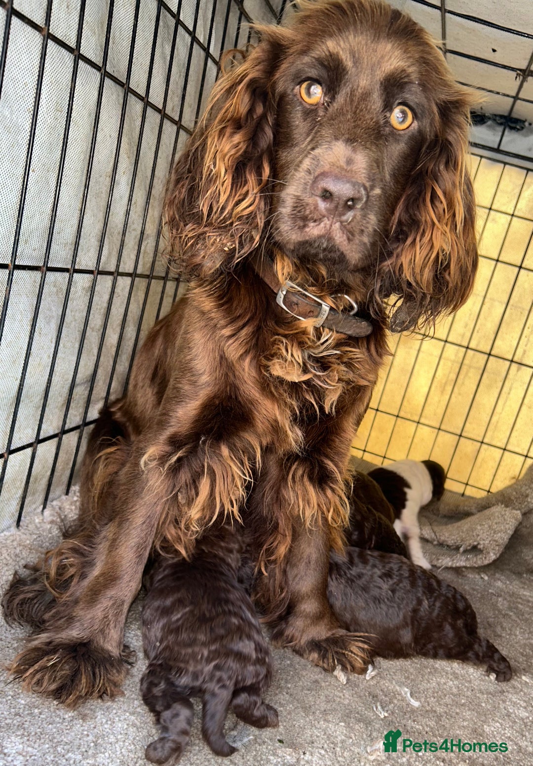 Cockapoo dogs for sale: Cockerpoo  - Image 4