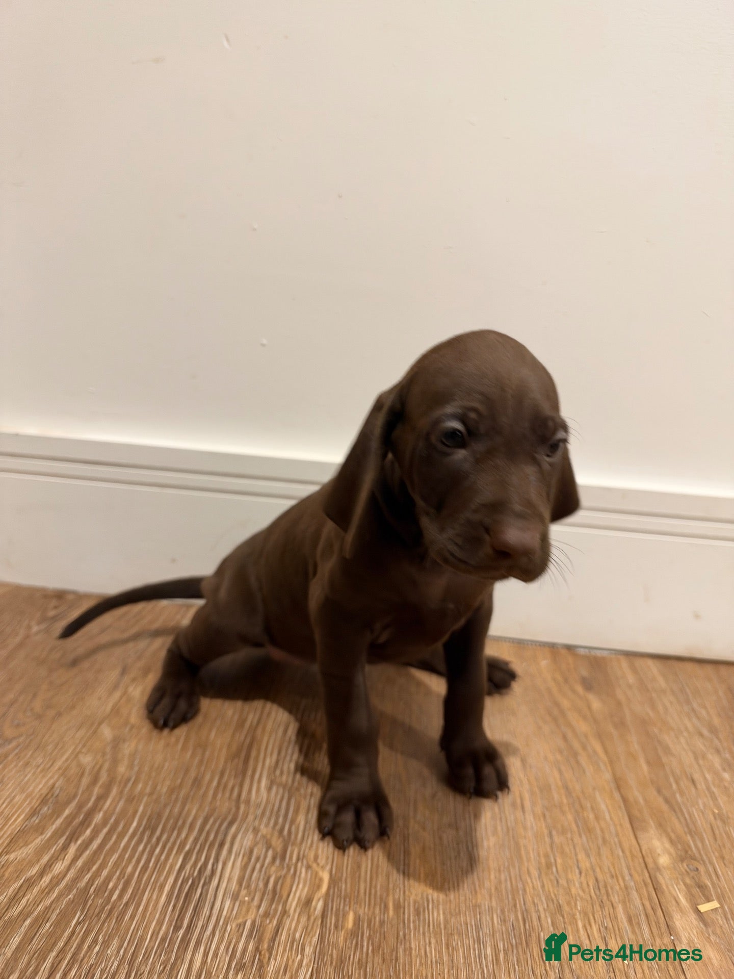 Mixed Breed dogs for sale: Weimaraner x Vizsla stunning pups  - Advert 2