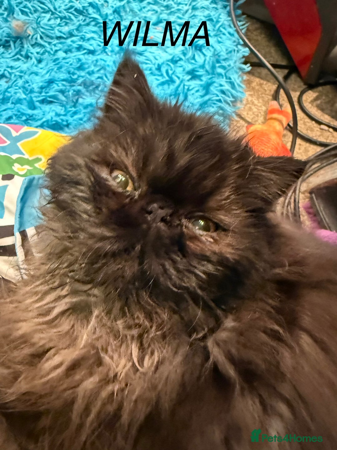 Persian cats for sale: 1 girl left REDUCED GCCF  PERSIANS  - Advert 10
