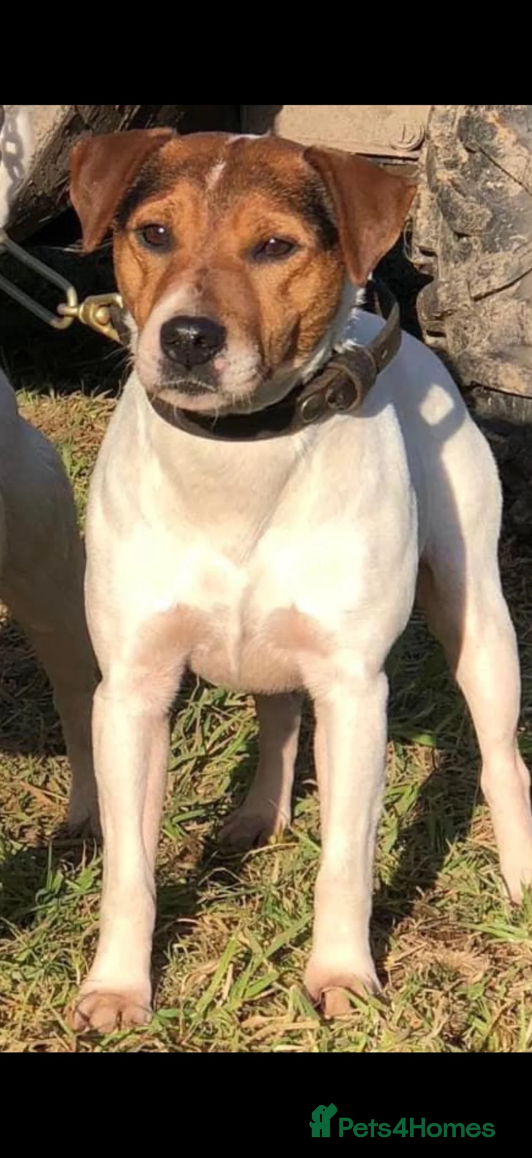 Jack Russell dogs for sale: Stunning Black and Tan Jack Russel pups - Advert 2
