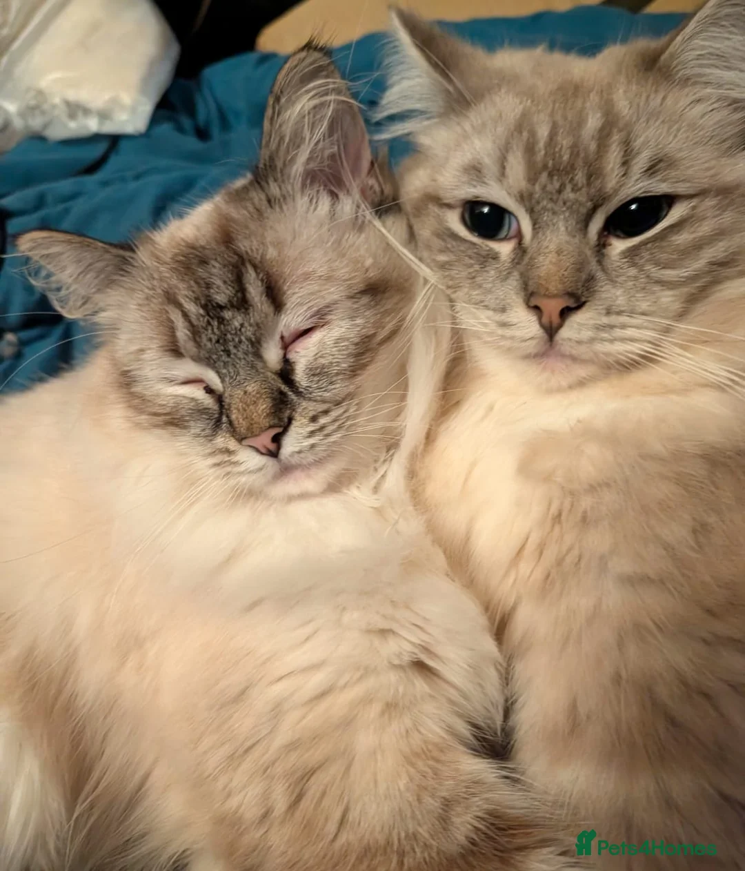 Ragdoll cats for sale: Ragdoll kittens 2 boys left - Advert 9