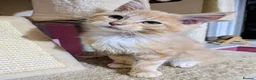 Maine Coon cats for sale: Mainecoon x Ragdoll kittens,read full description  - Advert 2
