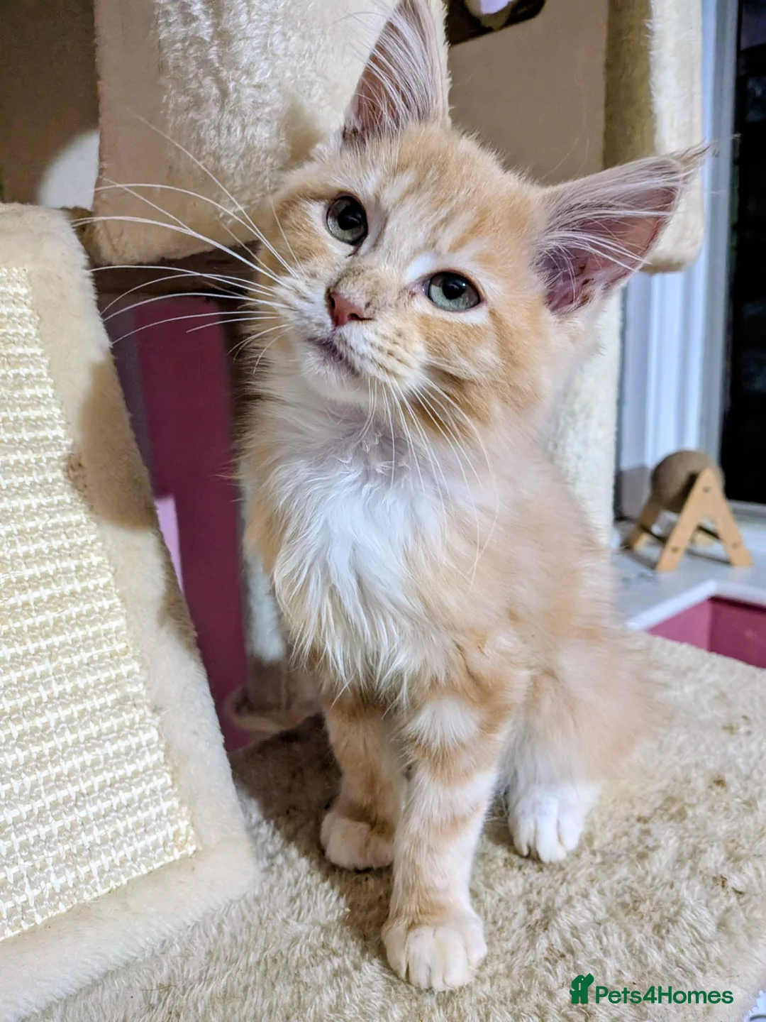 Maine Coon cats for sale: Mainecoon x Ragdoll kittens,read full description  - Advert 2
