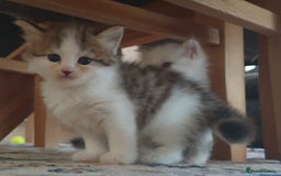 Siberian cats for sale: Pure gorgeous Siberian Kittens, Hypoallergenic - Image 28
