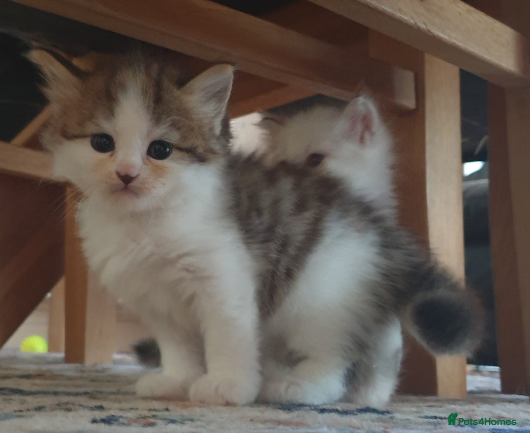 Siberian cats for sale: Pure gorgeous Siberian Kittens, Hypoallergenic - Image 28