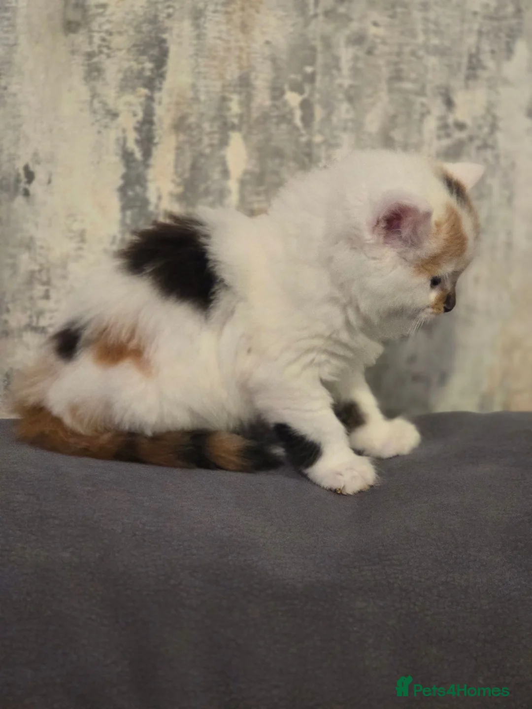Mixed Breed cats for sale: White ginger and bronze fluffy girl - Advert 2