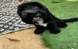 Cockapoo dogs for sale: Teddy 🐾  - Image 1