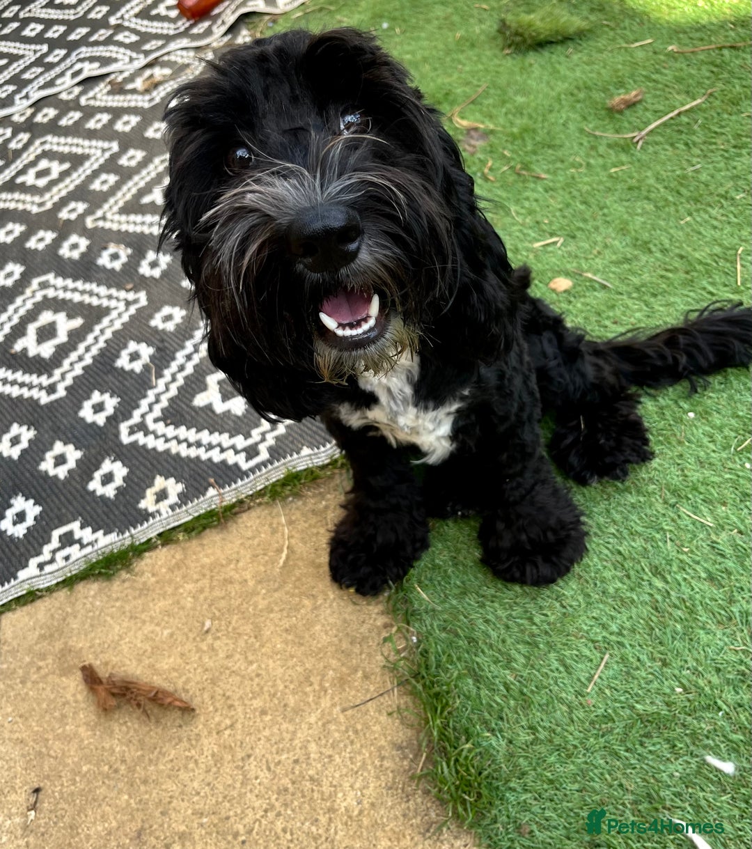 Cockapoo dogs for sale: Teddy 🐾  - Image 1