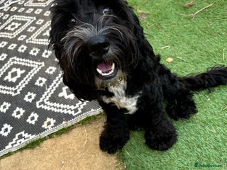 Cockapoo dogs - Advert 2