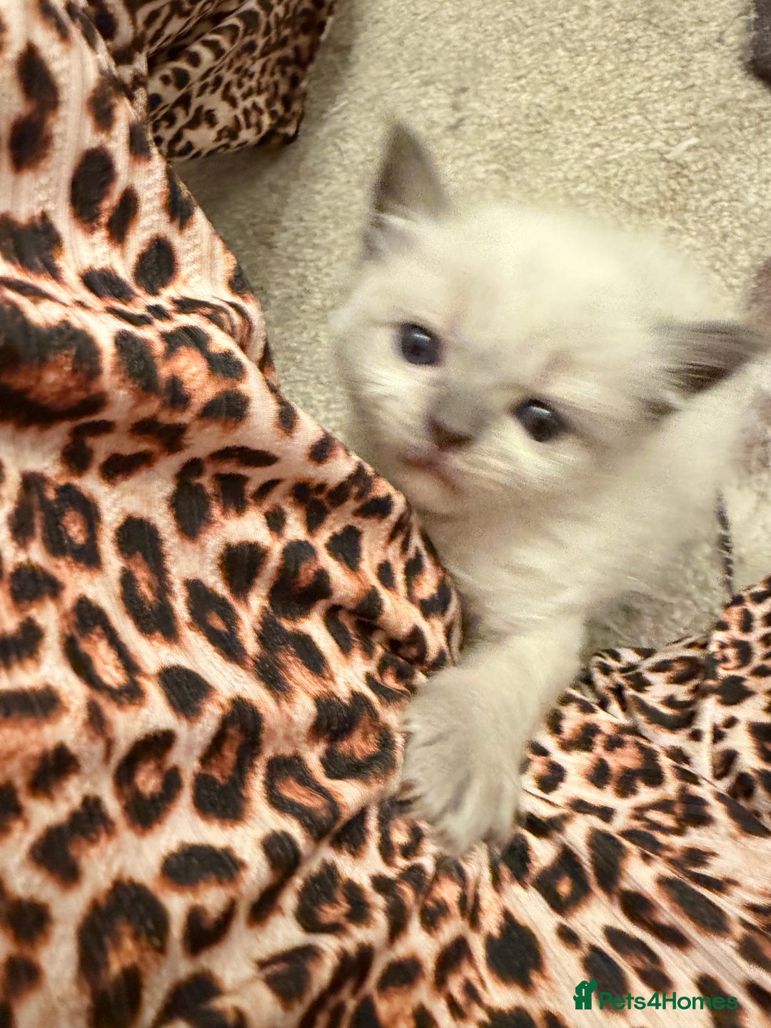 Ragdoll cats for sale: Beautiful Persia dolls  - Advert 16