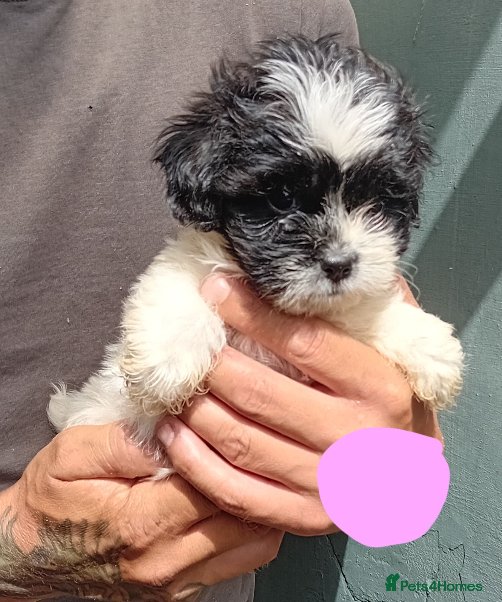 Shihpoo dogs The tiniest puppies litter of 6 READY NOW 1 SOLD   - Advert 2