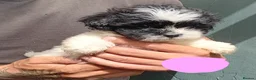 Shihpoo dogs for sale: The tiniest puppies available READY NOW  - Advert 3