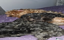 Mixed Breed dogs for sale: Toy Yorkipoo  - Image 9