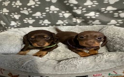 Miniature Dachshund dogs for sale: Miniature dachshunds  - Advert 7