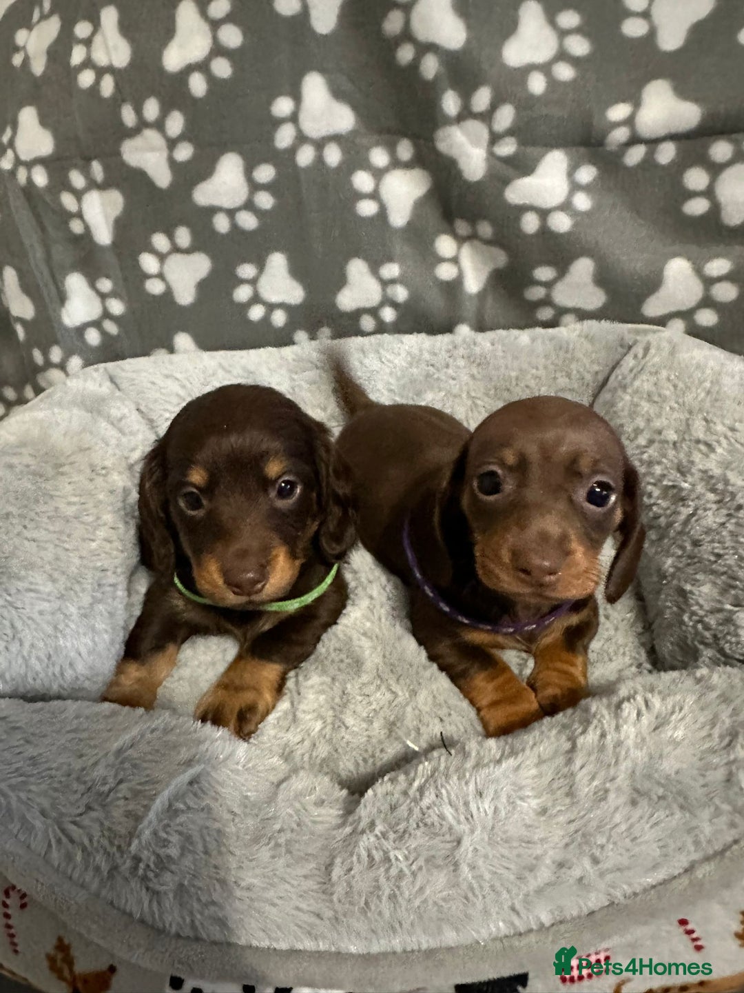 Miniature Dachshund dogs for sale: Miniature dachshunds  - Advert 7