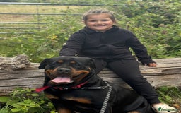 Rottweiler dogs for sale: Beautiful KC registered Rottweiler puppies  - Image 27