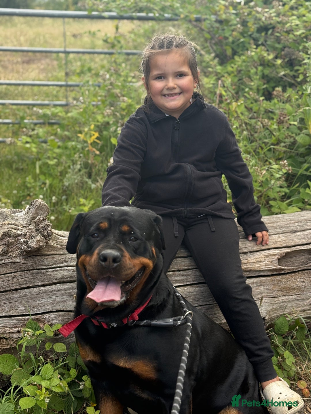 Rottweiler dogs for sale: Beautiful KC registered Rottweiler puppies  - Image 27