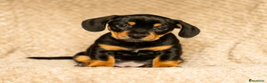 Fred