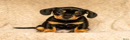 Mixed Breed dogs for sale: French bullwieners  in Cardiff - Advert 2