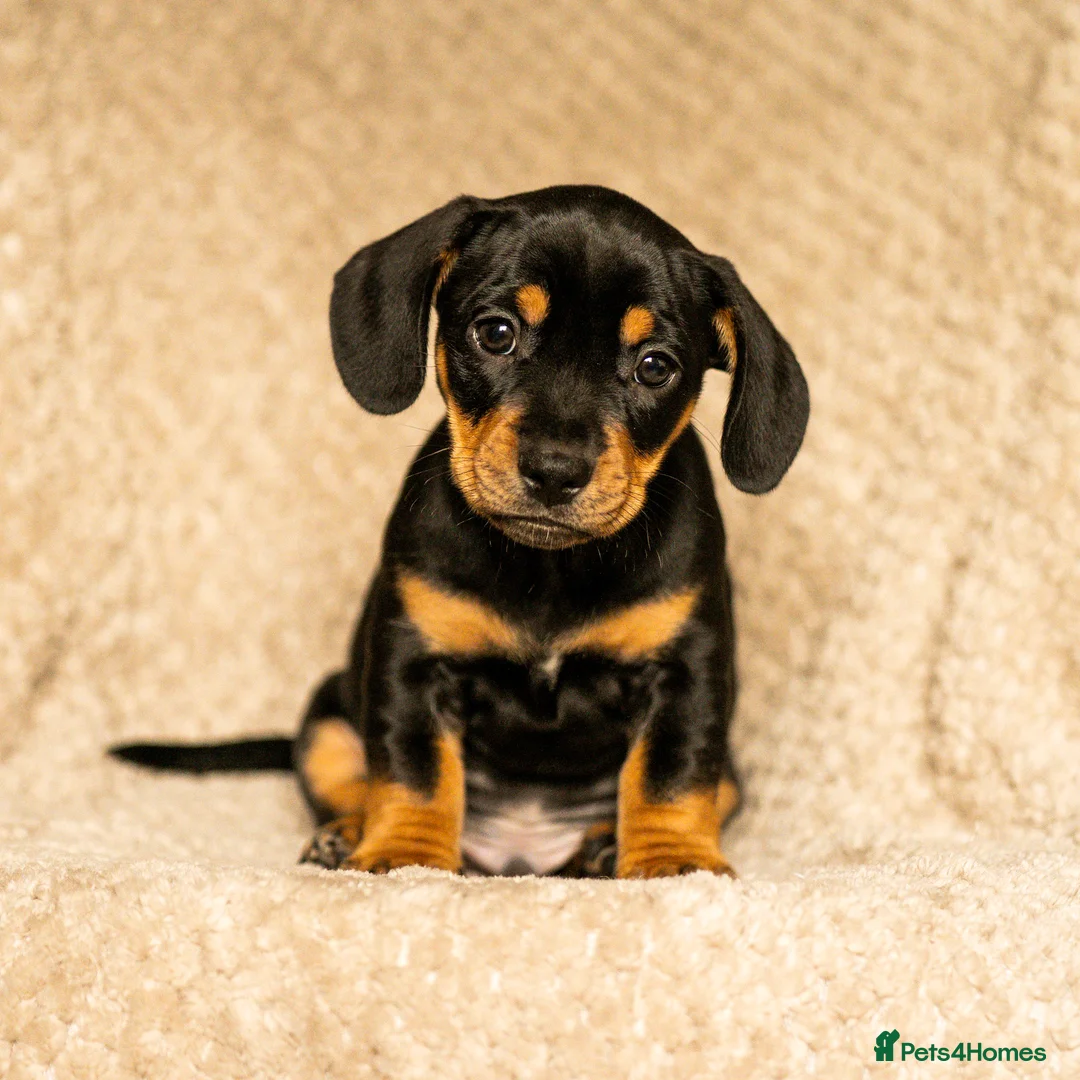 Mixed Breed dogs for sale: French bullwieners  in Cardiff - Advert 2