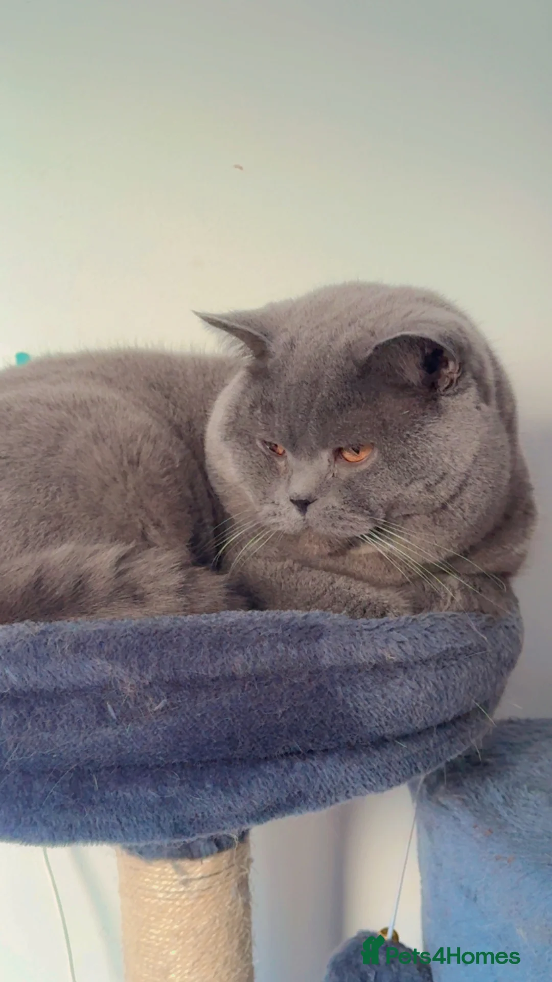 British Shorthair cats for stud: Top quality boy - Advert 1