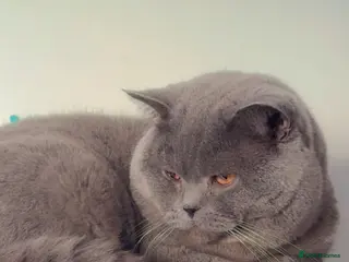 British Shorthair cats Top quality boy - Advert 21