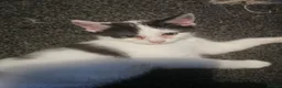 Mixed Breed cats for sale: 4 beautiful Kittens  - Advert 10