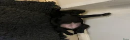 Labrador Retriever dogs for sale: Labrador puppies for sale  - Advert 3
