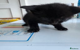 Mixed Breed cats for sale: 5 kittens for sale - Image 15