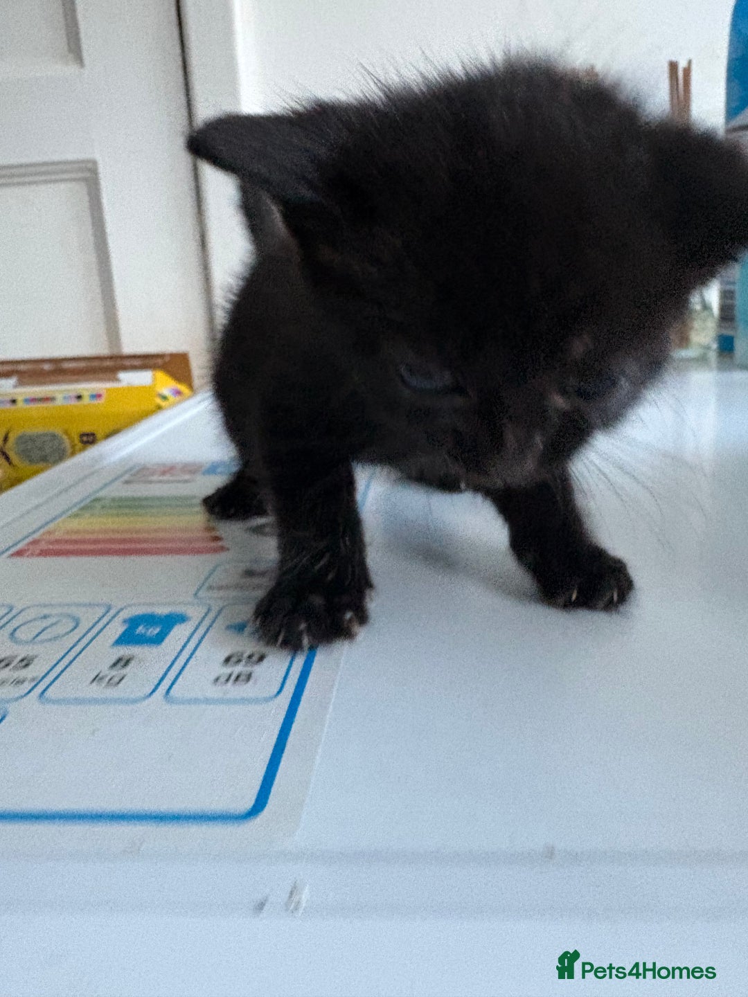 Mixed Breed cats for sale: 5 kittens for sale - Image 15