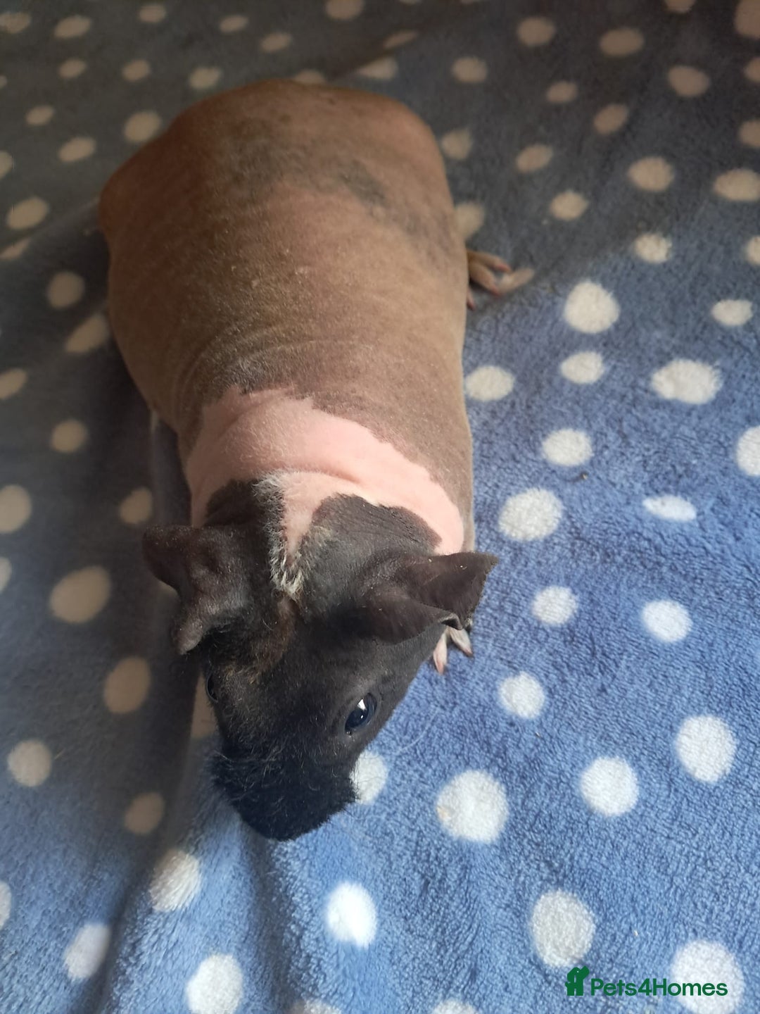 Guinea Pig rodents for sale: BEAUTIFUL SELECTION OF SKINNY PIG BOARS - Advert 3