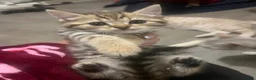 British Shorthair cats for sale: British shorthair cross kittens in Market Rasen - Advert 4