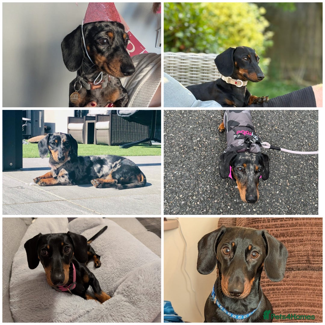 Miniature Dachshund dogs for sale: 2 Stunning Black and Tan Boys available🤎🖤 - Advert 7