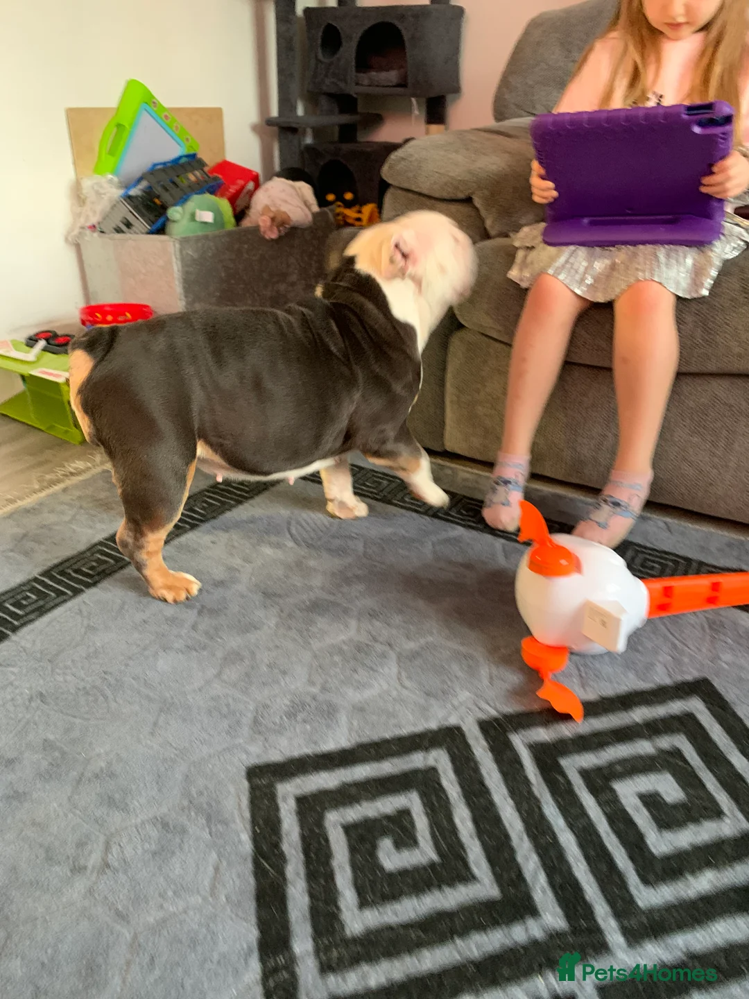 English Bulldog dogs for sale: Beautiful girl  - Advert 8