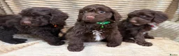 Cockapoo dogs for sale: Beautiful Cockapoo Puppies  - Advert 9
