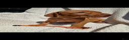 Hungarian Vizsla dogs for sale: Part Trained Daisy’s 2nd litter Hungarian vizsla - Advert 6